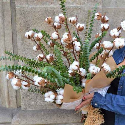cotton-flowers-barcelona