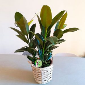 ficus-elastica-plant