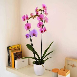 orchid-plant-barcelona