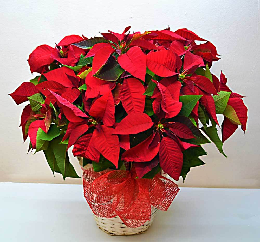 POINSETTIA EXTRA LARGE WITH BASKET