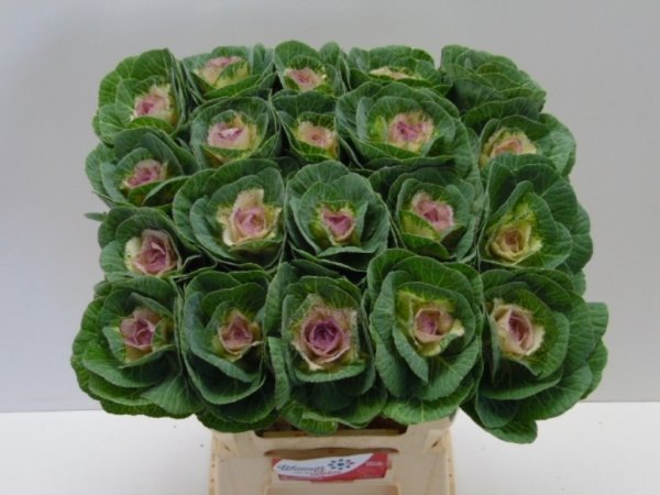 cabbage-flower-barcelona