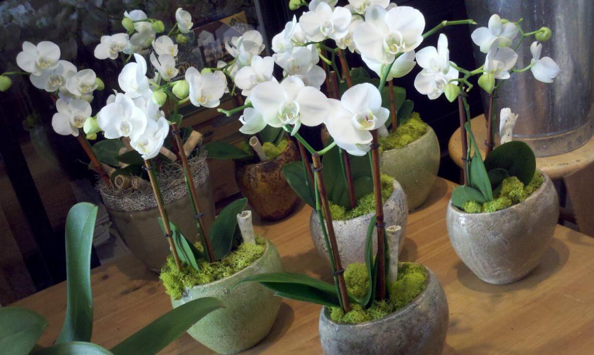 orchids
