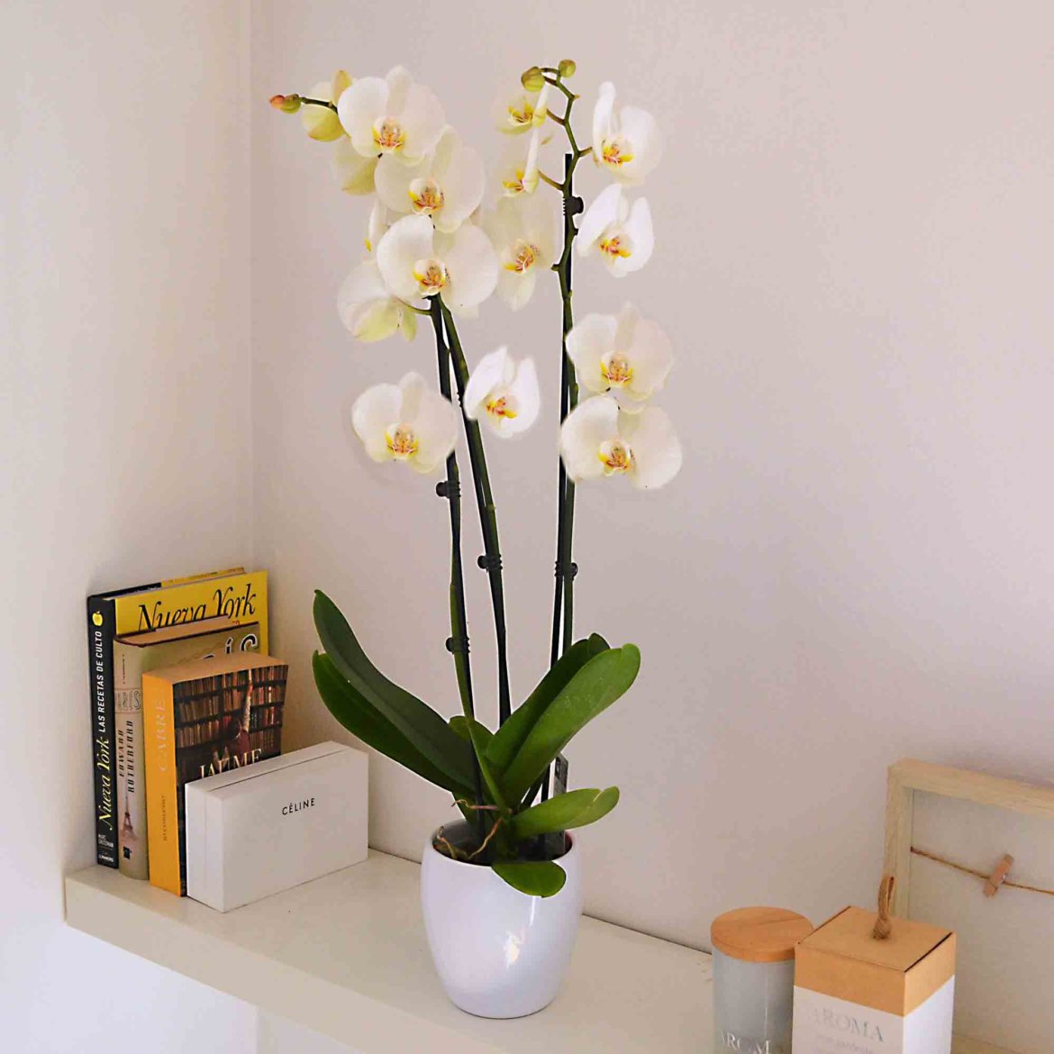 Send Flowers Barcelona Flowers Barcelona florist HERBS