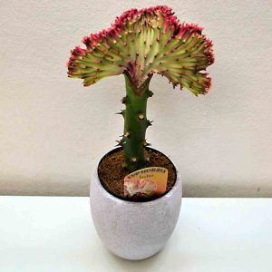 cactus barcelona