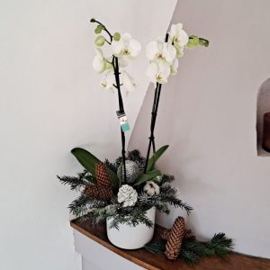 christmas-orchid-arrangemen