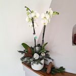 white-christmas-orchid
