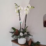 white-christmas-phalaenopsis
