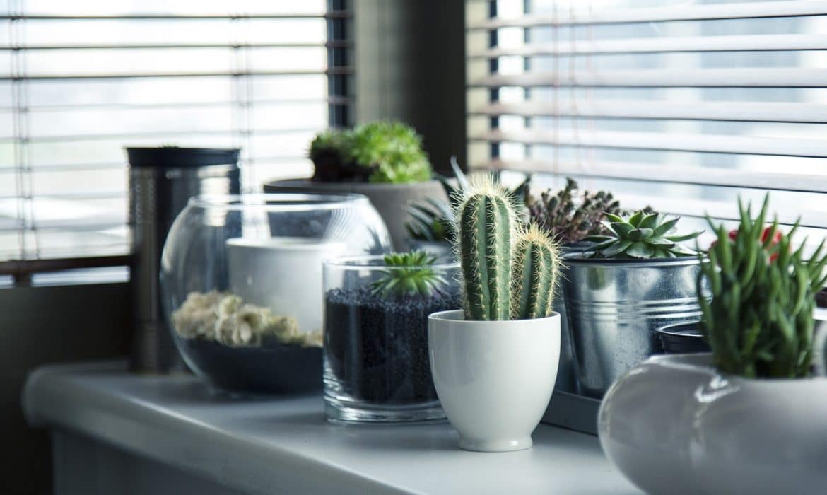 Indoor house plants
