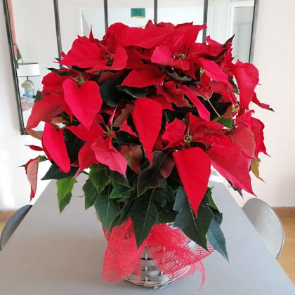 poinsettia-grande-barcelona