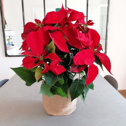 poinsettias-domicilio-barcelona