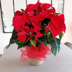 red-christmas-plant