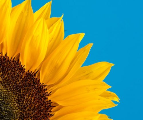 Sunflowers-and-their-characteristics