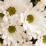 White Daisy Bouquet